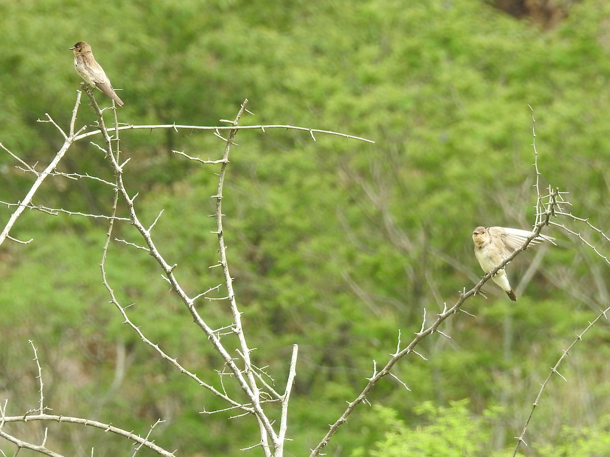 Southern Rough-winged Swallow - ML612669415