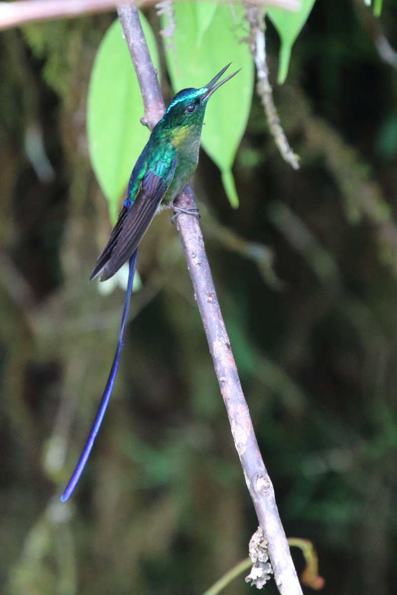 Violet-tailed Sylph - ML612669424