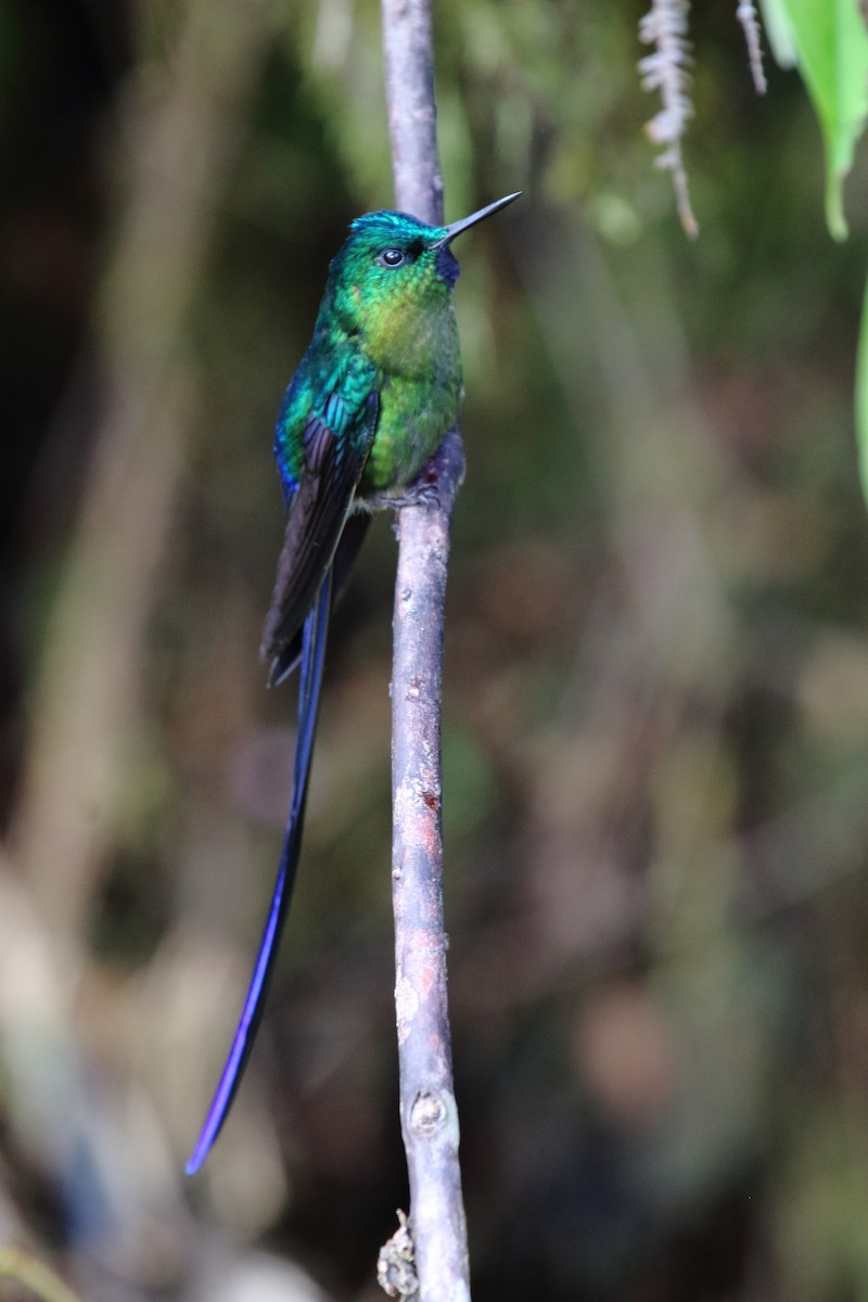 Violet-tailed Sylph - ML612669430
