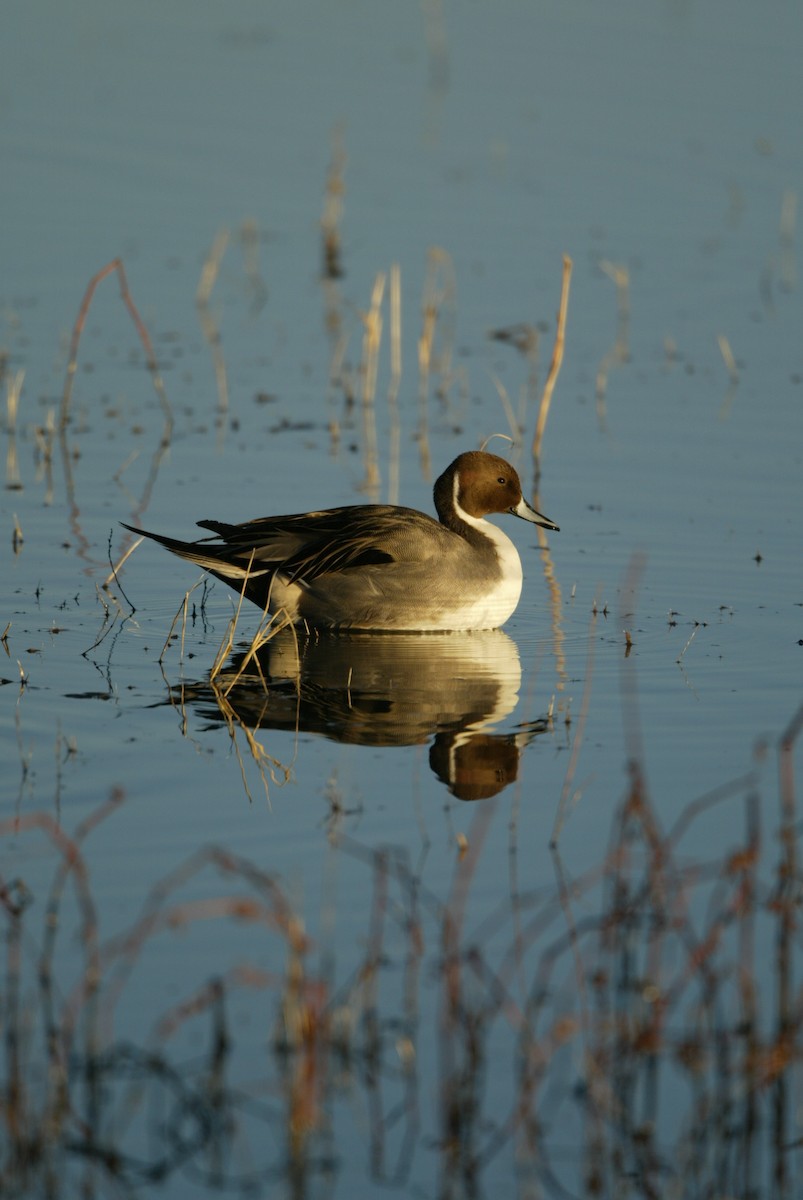 Northern Pintail - ML612669447