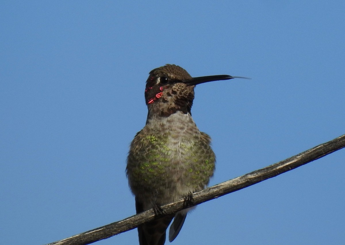 Anna's Hummingbird - ML612669459