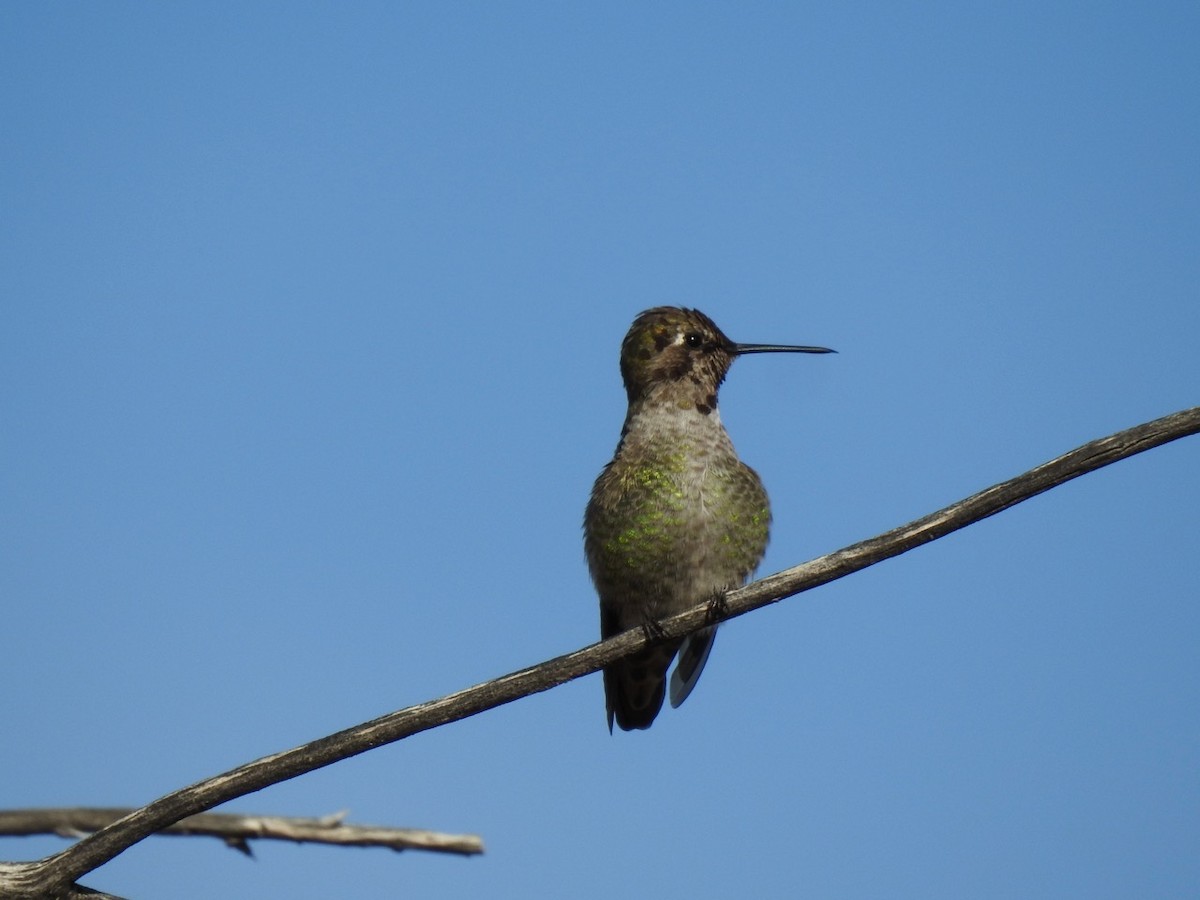 Anna's Hummingbird - ML612669460