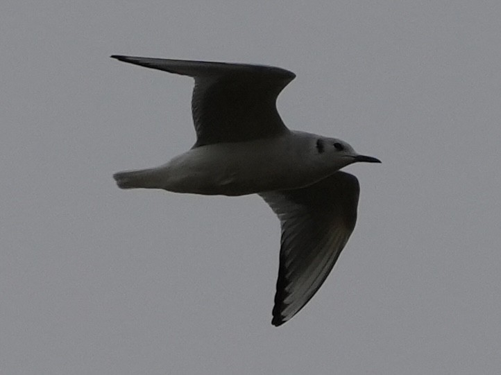 Bonaparte's Gull - ML612669484