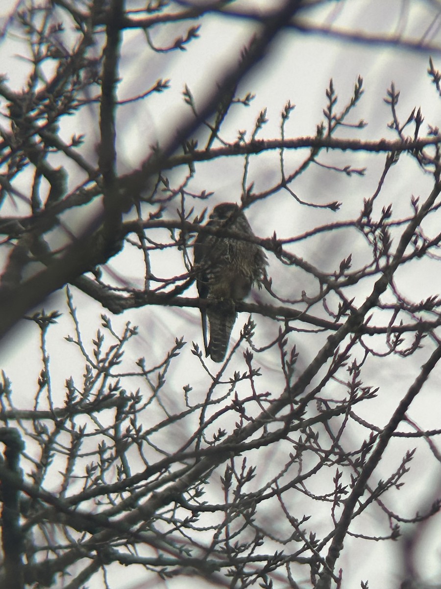 בז נודד - ML612669660