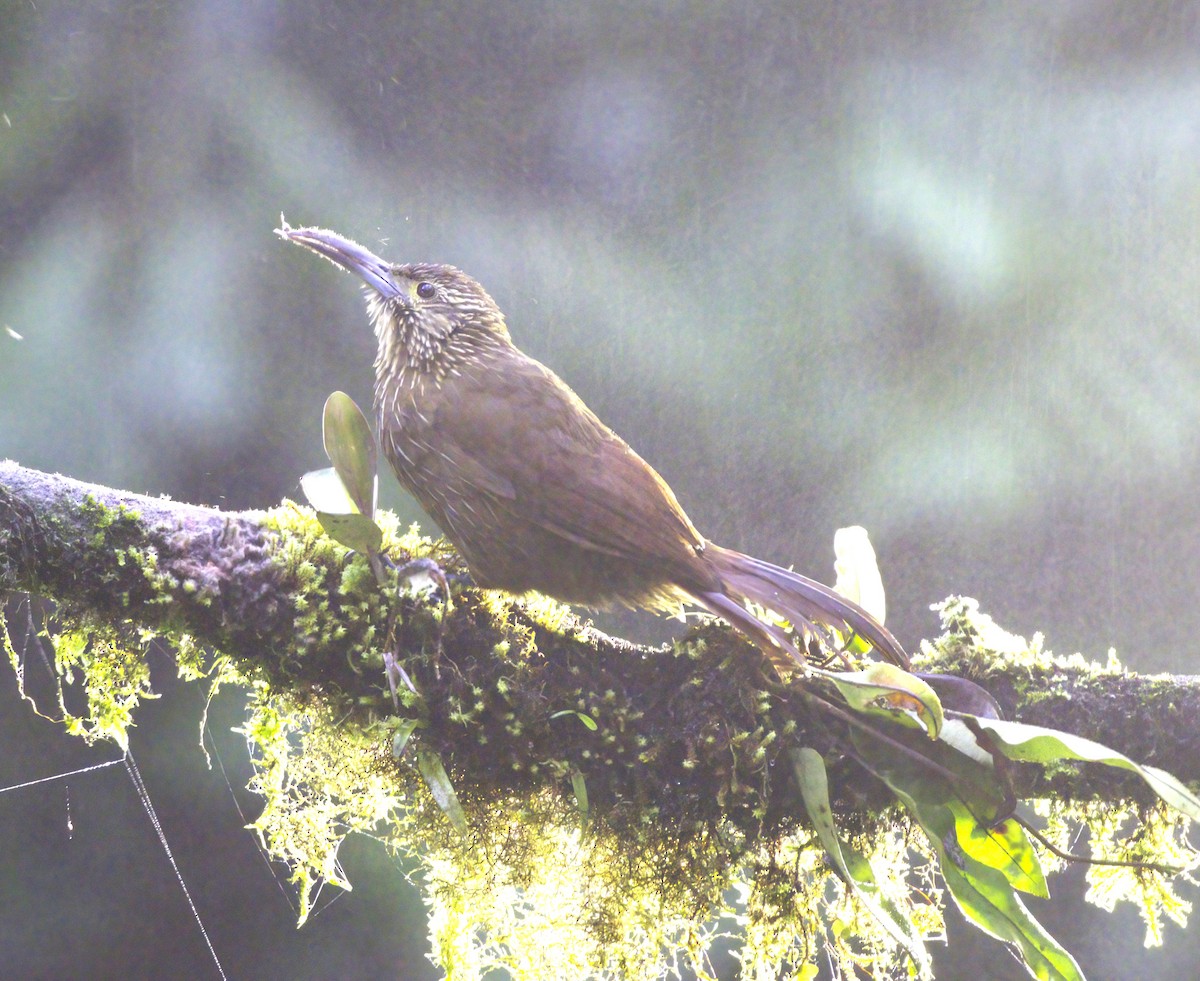 Strong-billed Woodcreeper - Sue Riffe