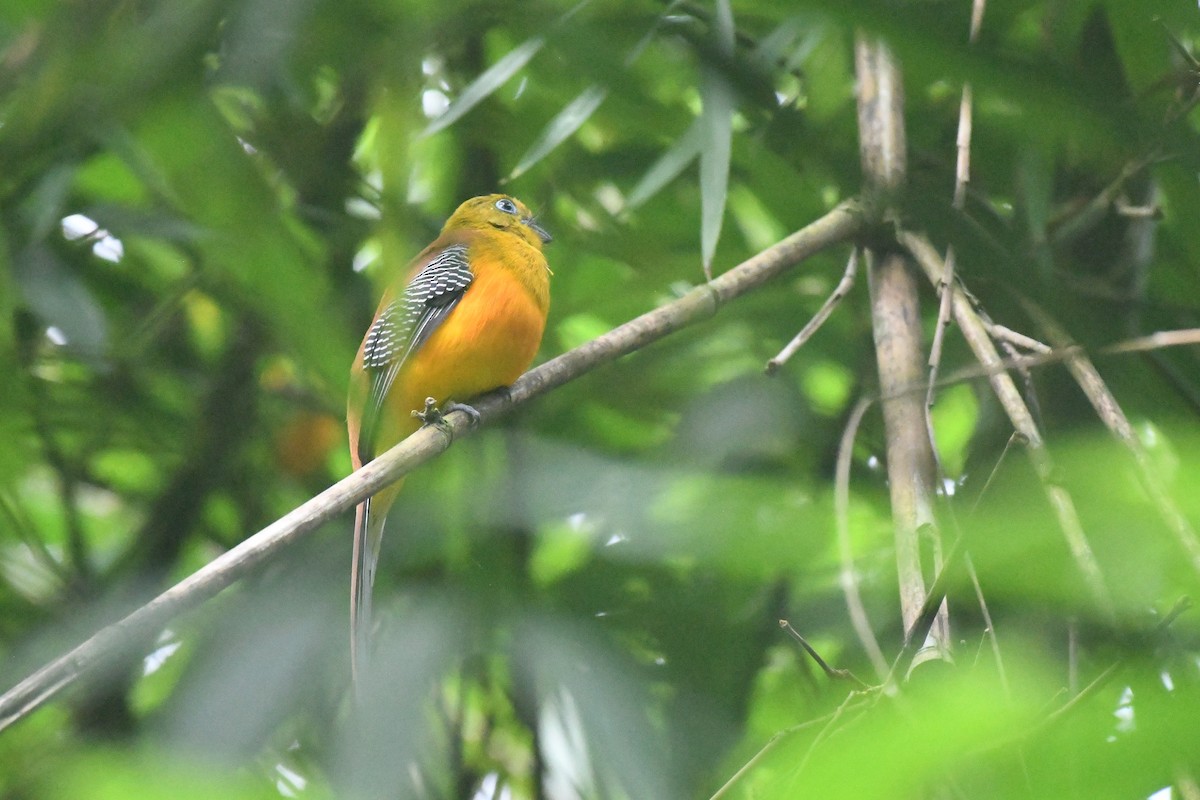 Orange-breasted Trogon - Tristan Jobin