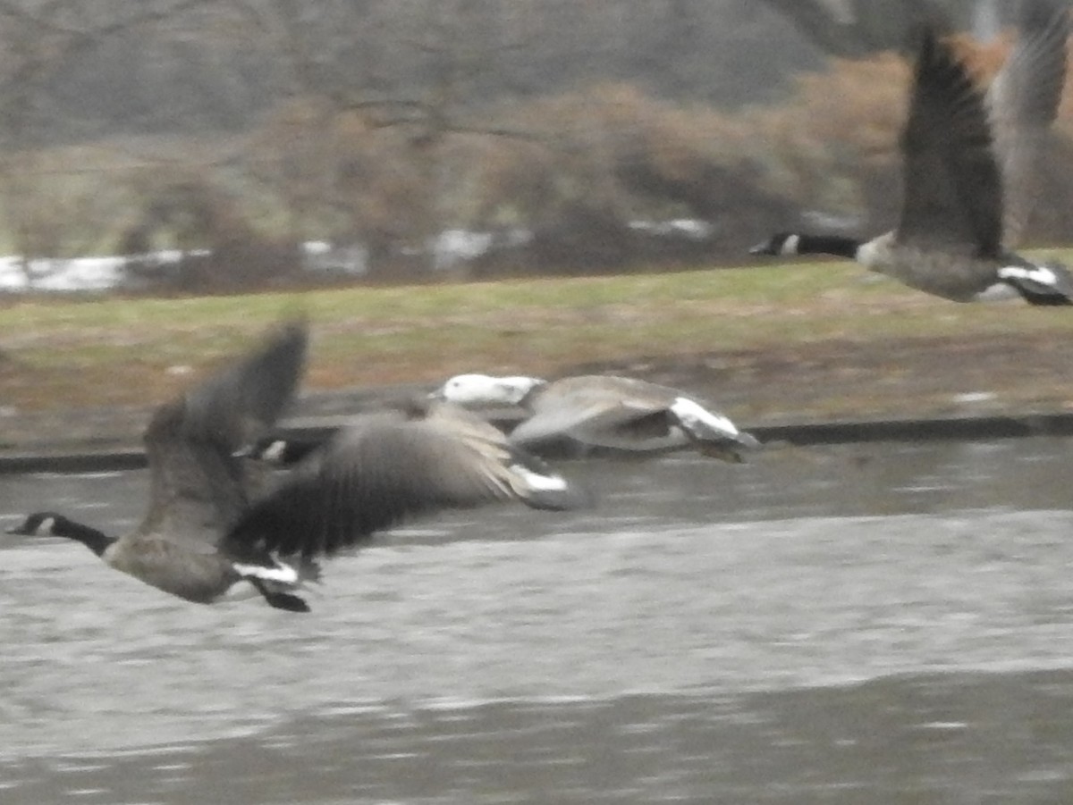 Snow x Canada Goose (hybrid) - ML612669800