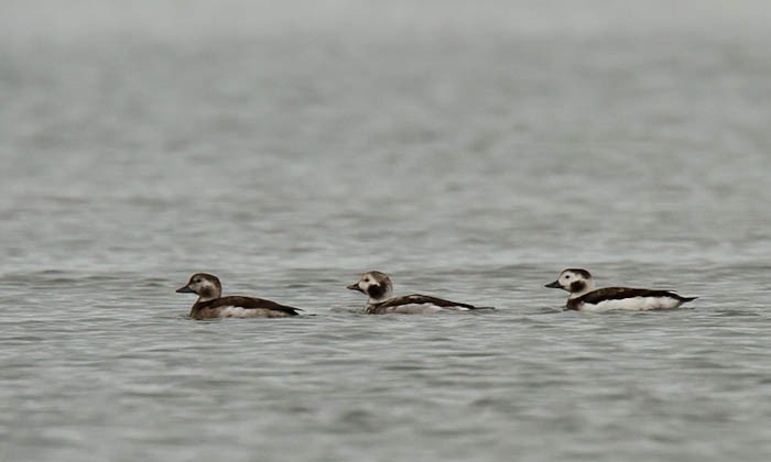 Long-tailed Duck - ML612669864
