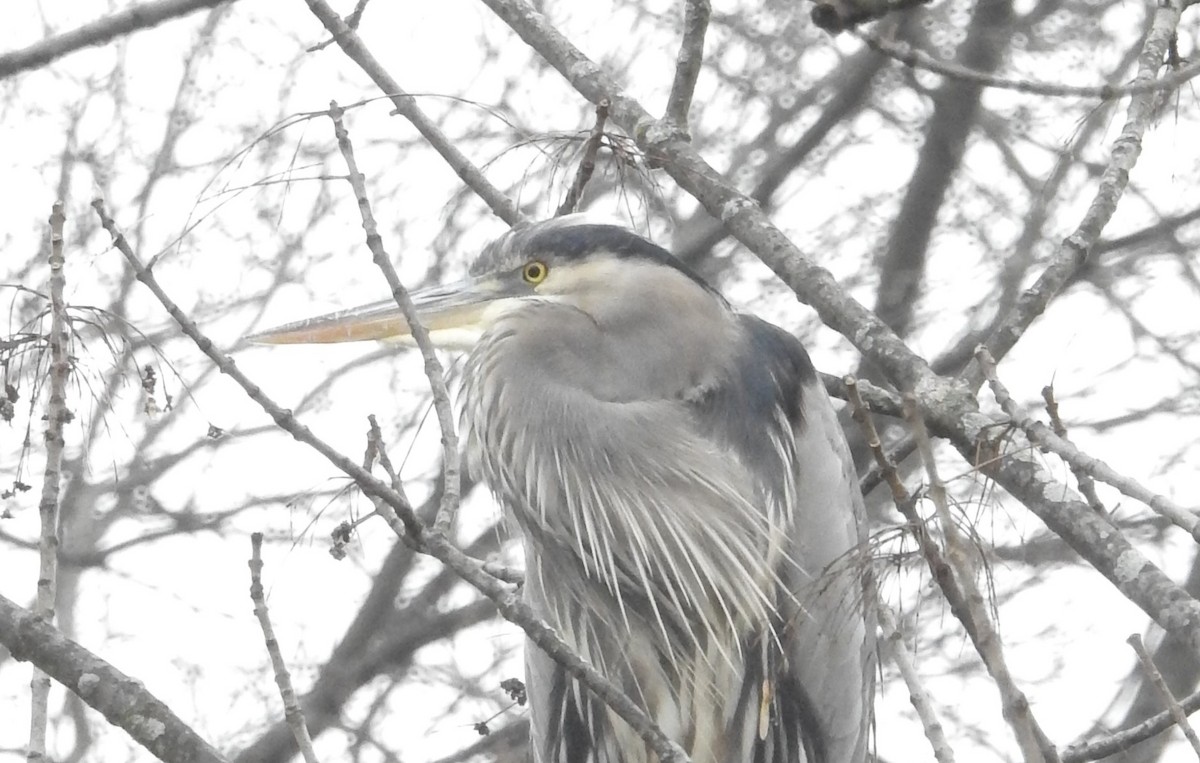 Great Blue Heron - ML612669874