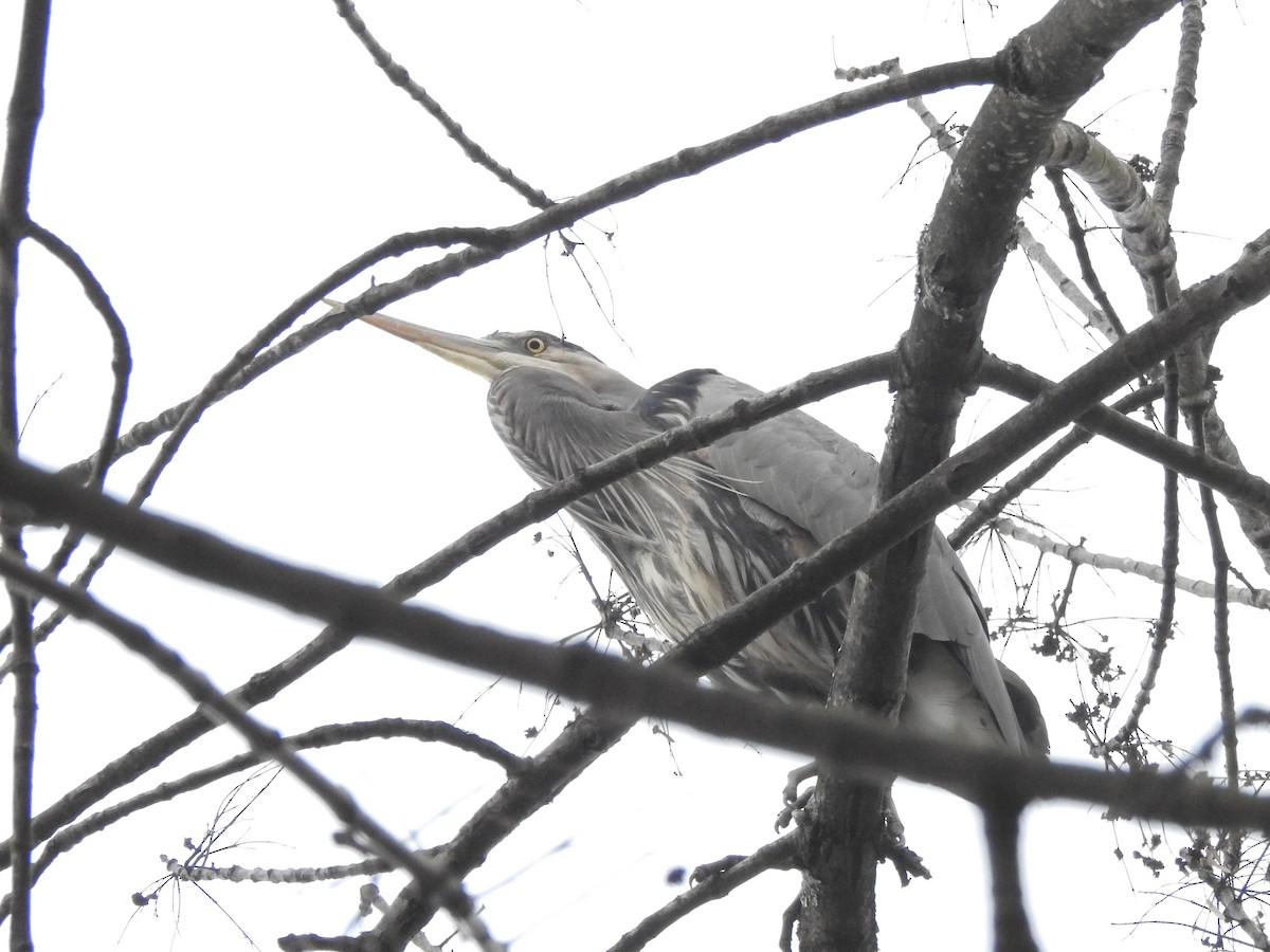 Great Blue Heron - ML612669889