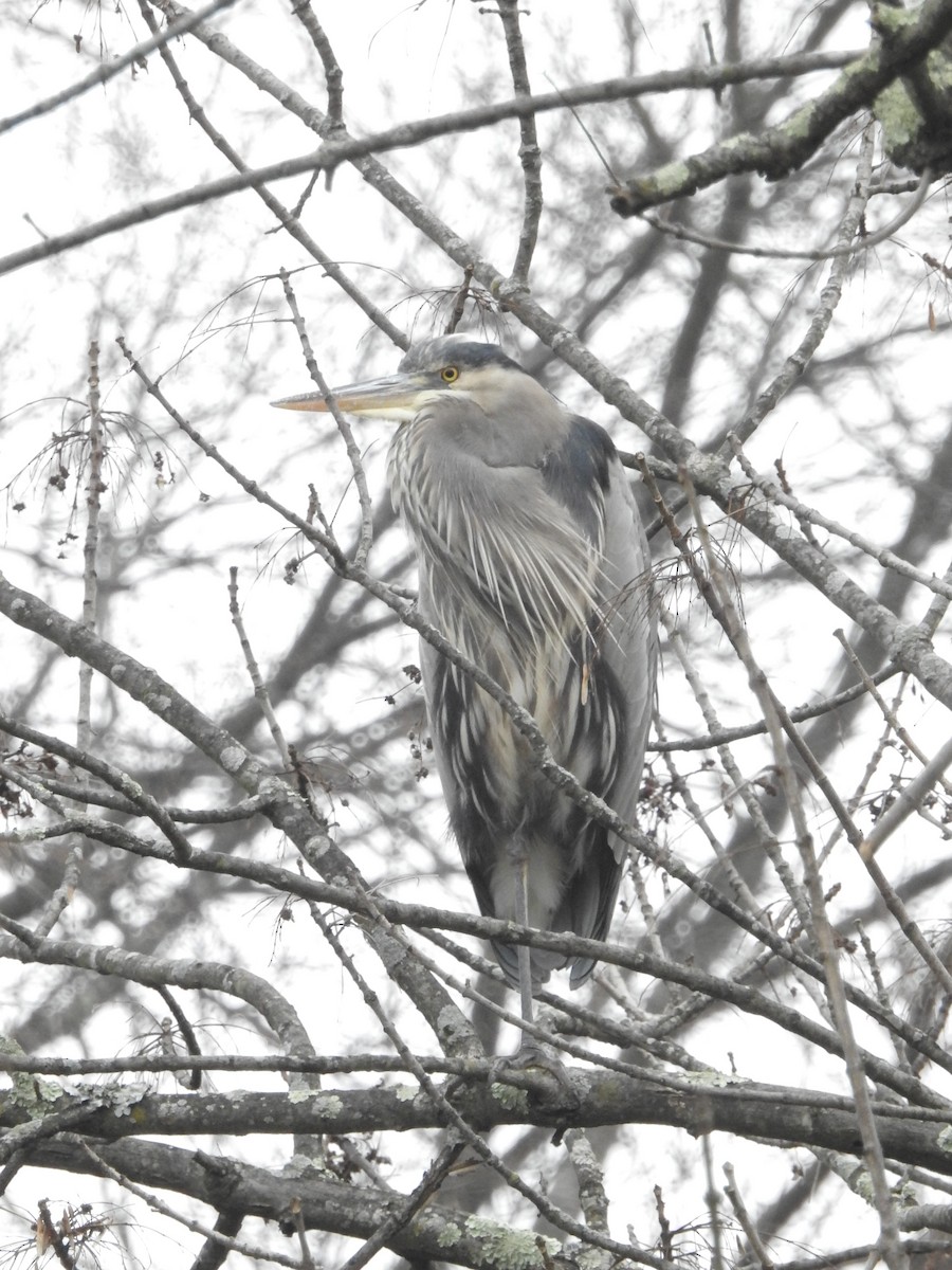 Great Blue Heron - ML612669890