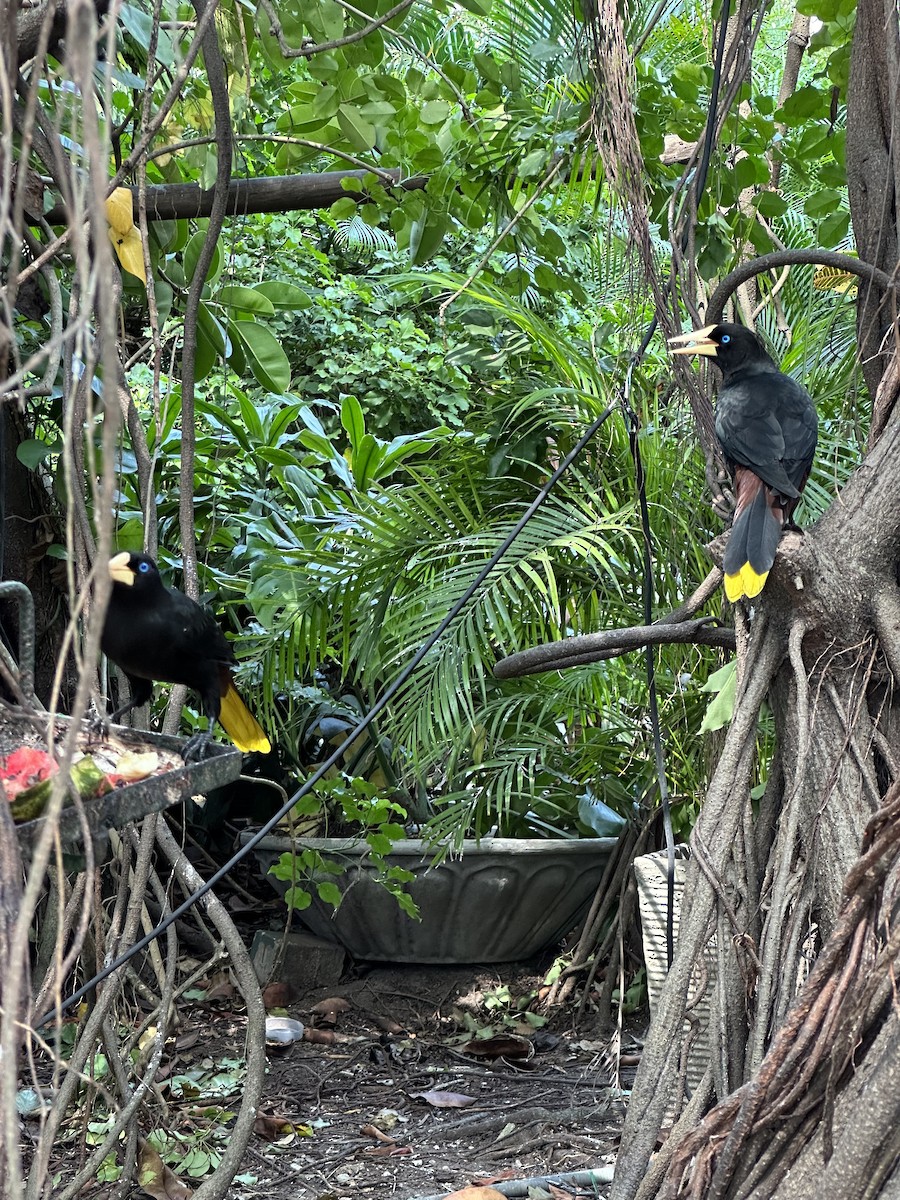 Yellow-rumped Cacique - Ruth Adams