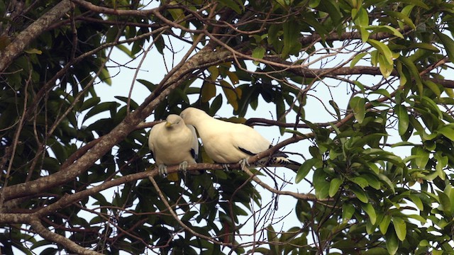 Torresian Imperial-Pigeon - ML612669921