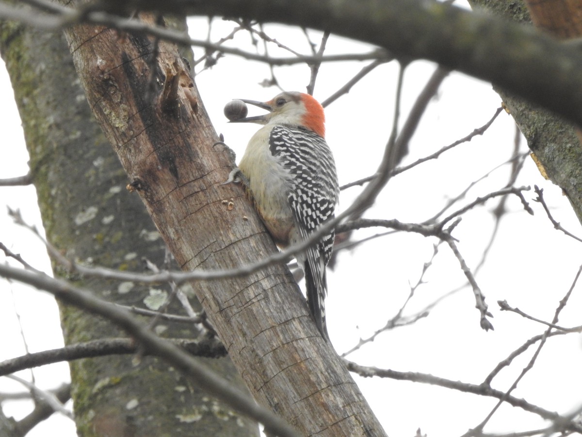 Red-bellied Woodpecker - ML612669931
