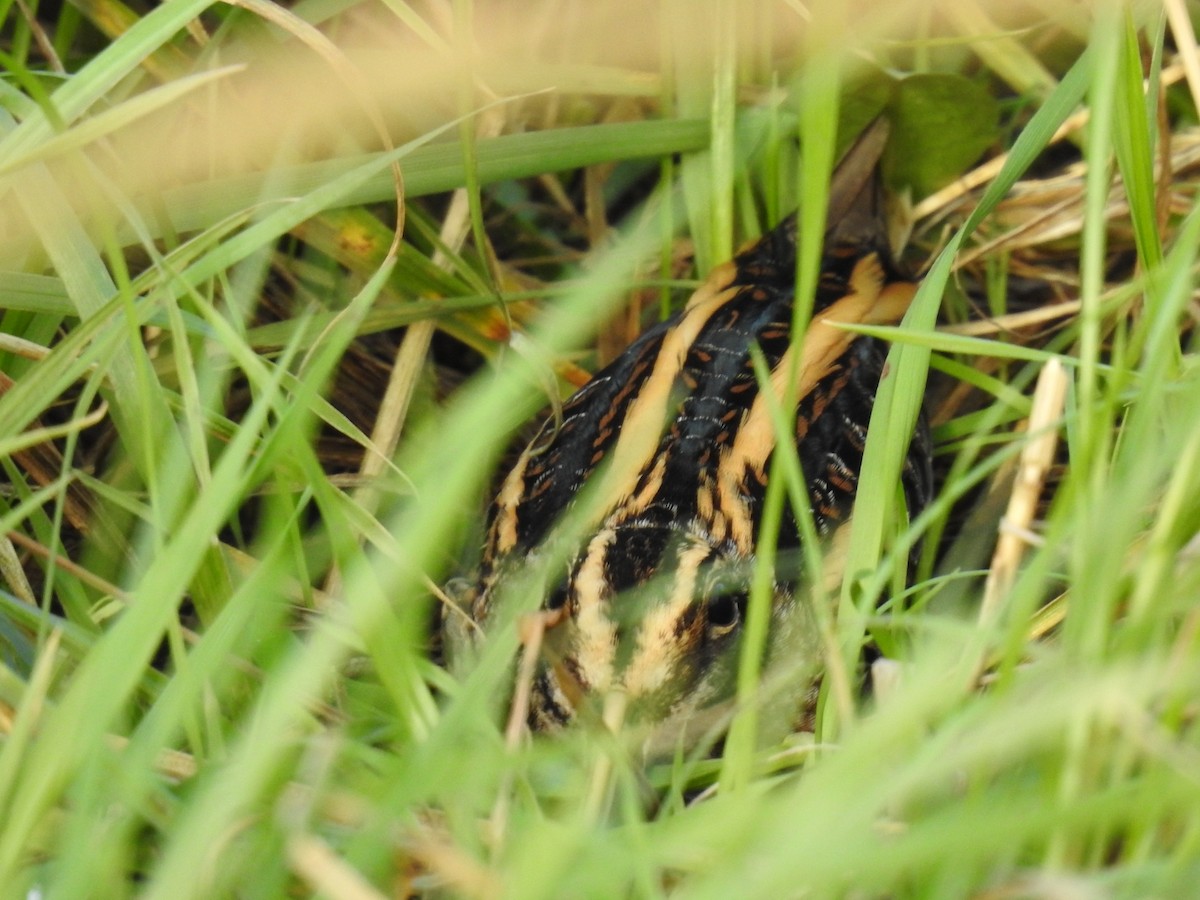 Jack Snipe - ML612669942