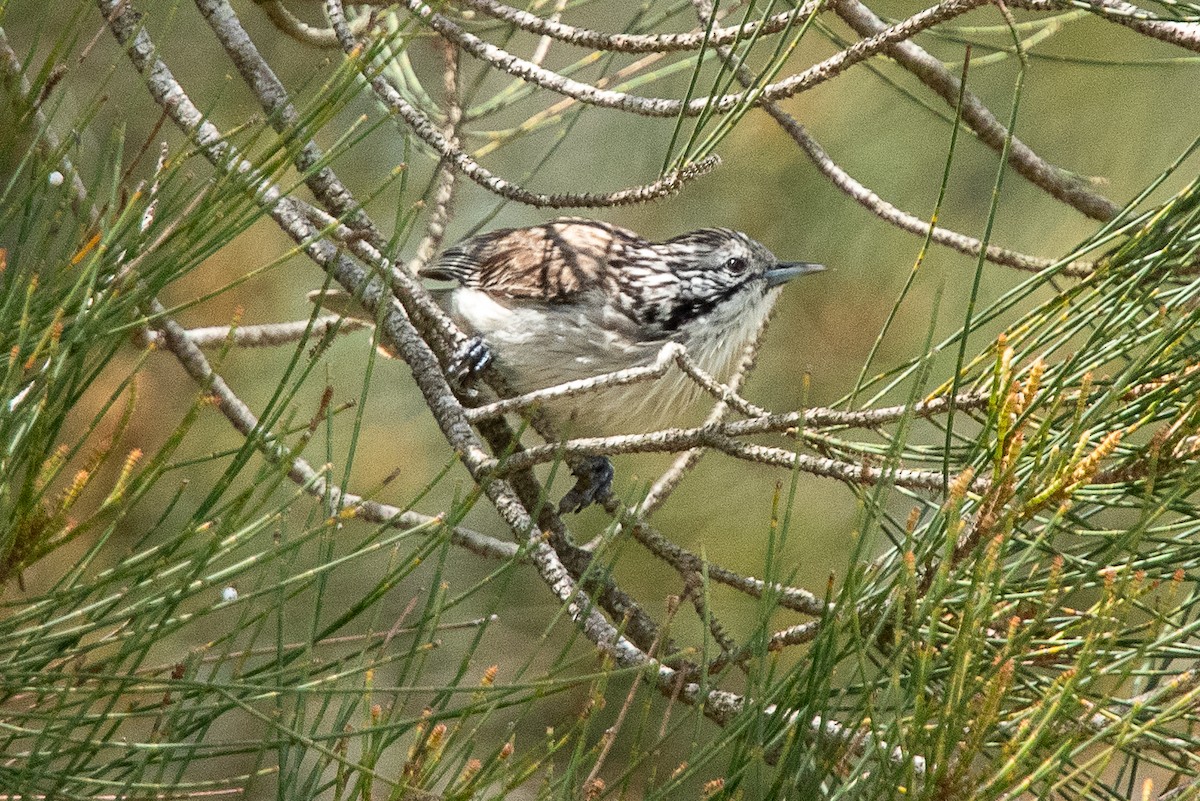 Striped Honeyeater - ML612669955