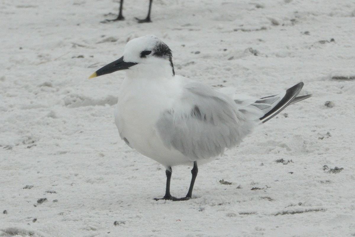 Sandwich Tern - ML612670072