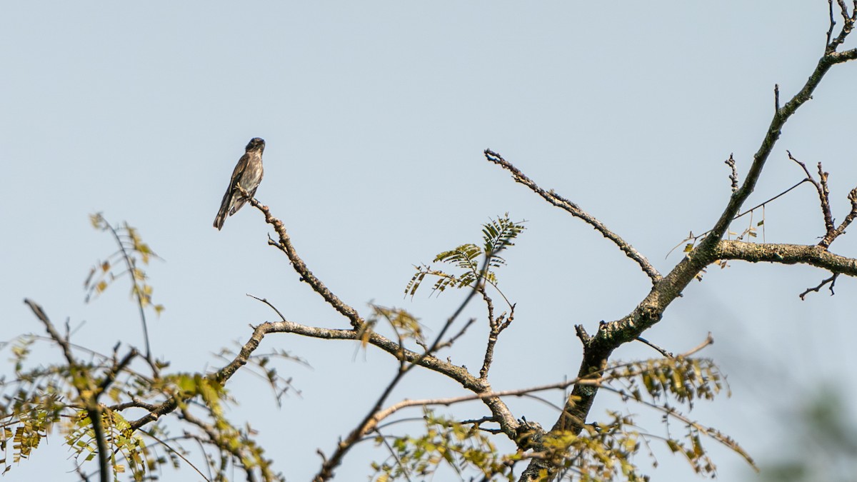 Dark-sided Flycatcher (Himalayan) - Javier Cotin