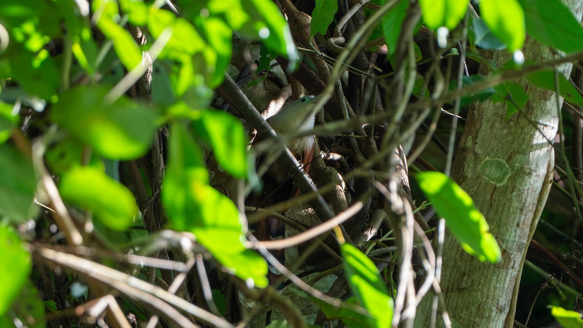 Raffles's Malkoha - ML612670222