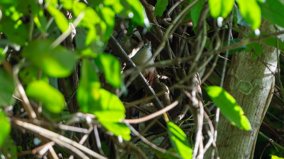 Raffles's Malkoha - ML612670223