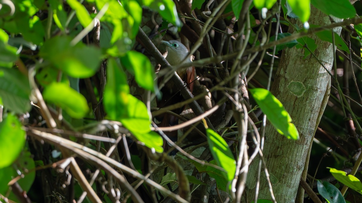 Raffles's Malkoha - ML612670225