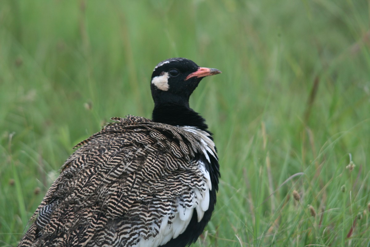 White-quilled Bustard - ML612670235