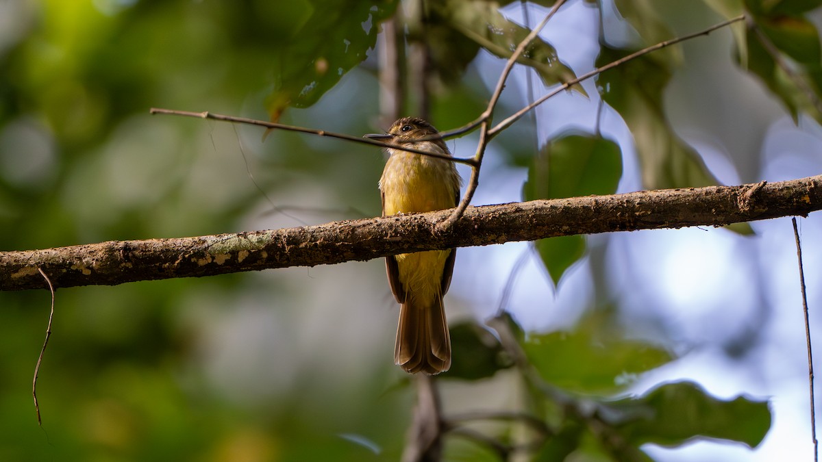 Hairy-backed Bulbul - ML612670273