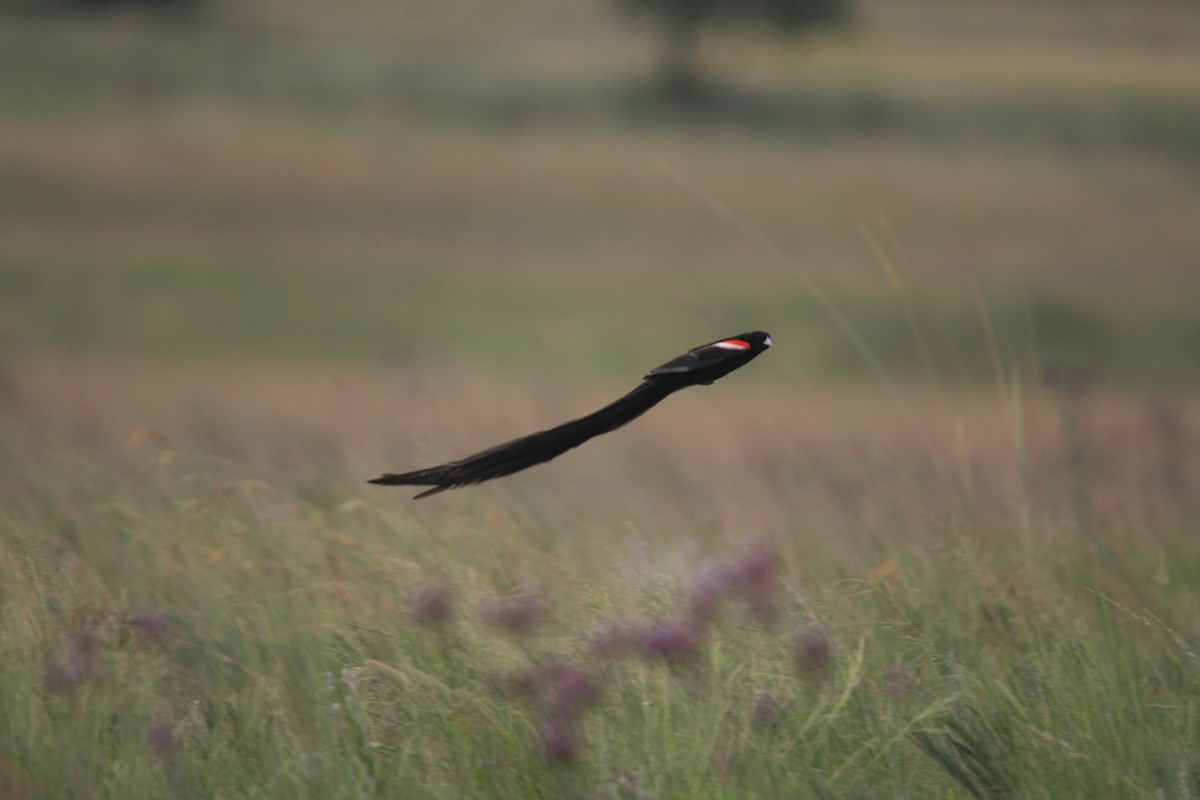 Long-tailed Widowbird - ML612670347