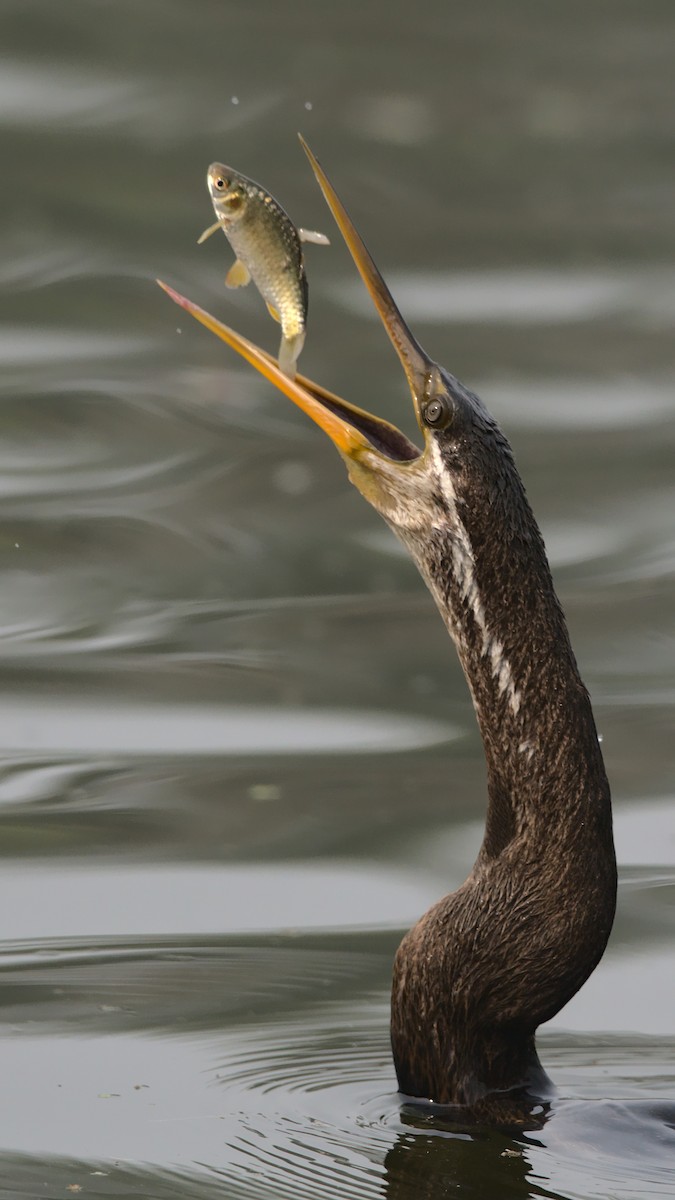 Oriental Darter - Harshvardhan Sharma