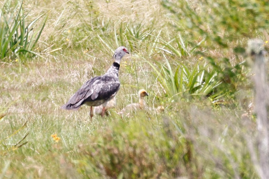 Southern Screamer - ML612670383