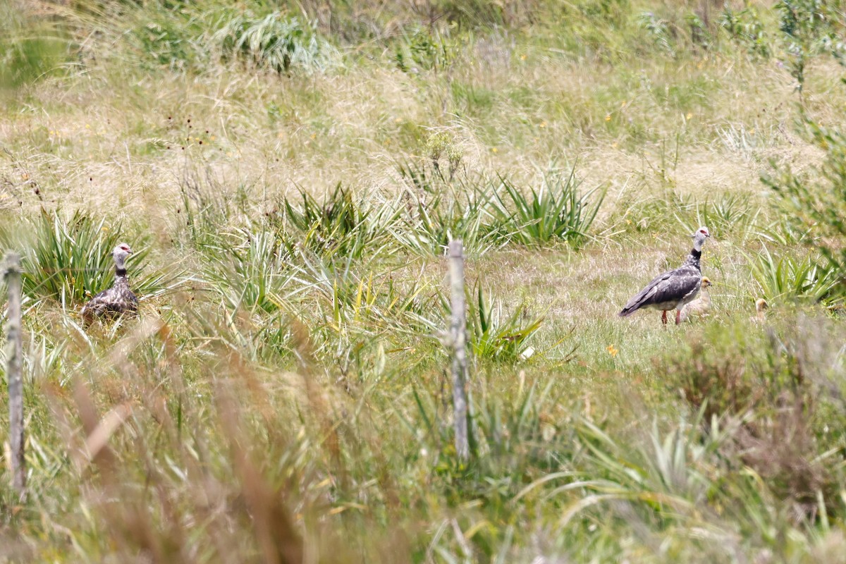 Southern Screamer - ML612670384