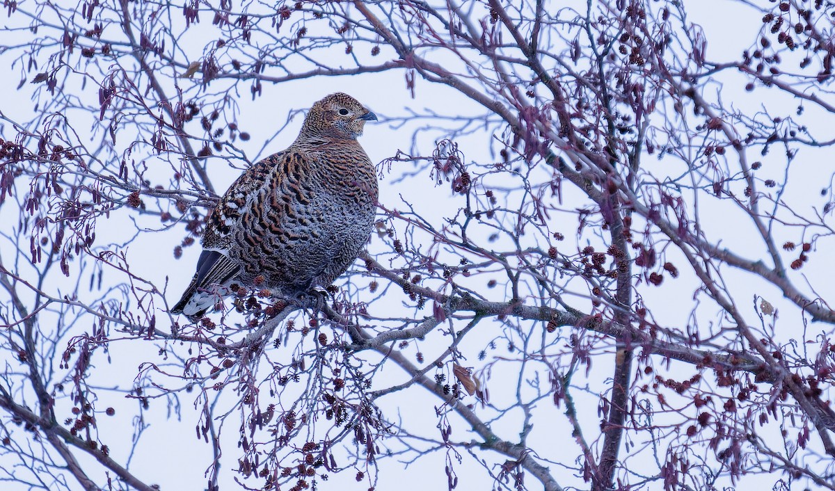 Black Grouse - ML612670413