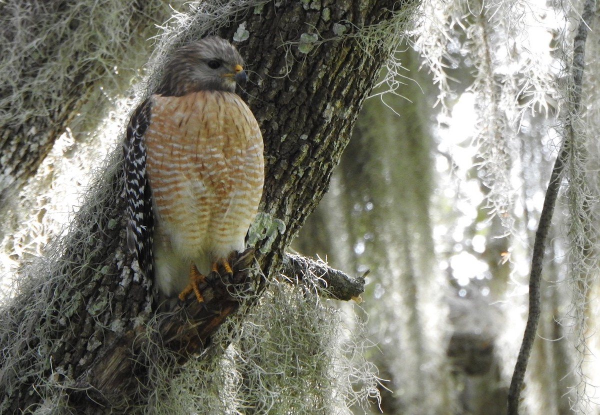 Red-shouldered Hawk - ML612670554