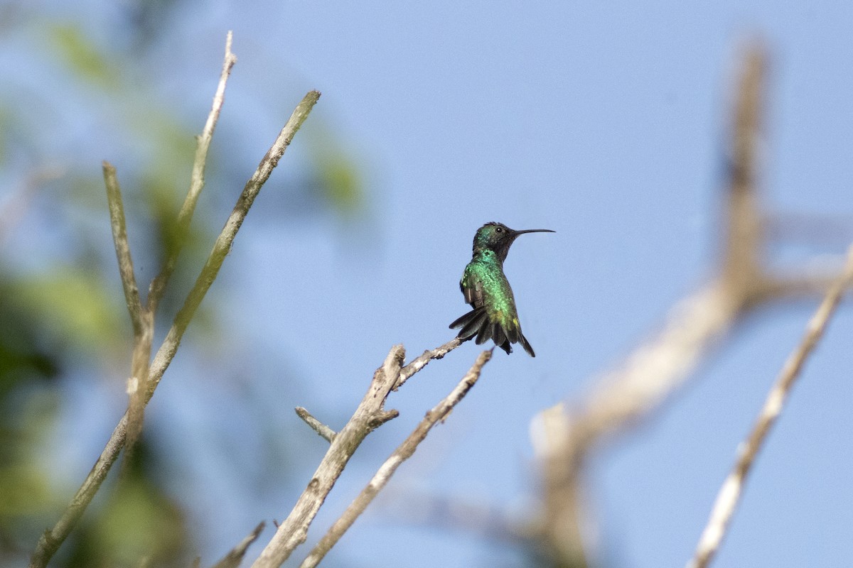 Sapphire-throated Hummingbird - ML612670559