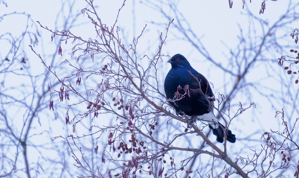 Black Grouse - ML612670622