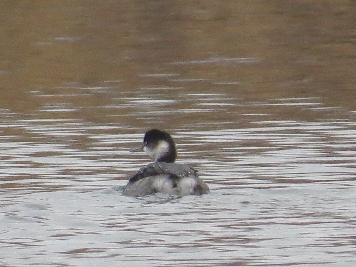 Eared Grebe - ML612670687