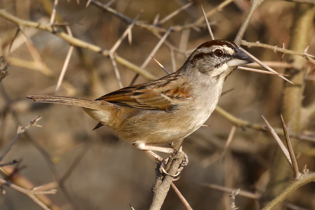 Tumbes Sparrow - John Mills