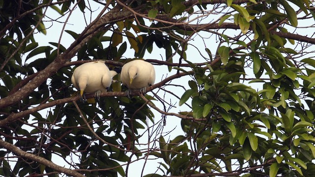 Torresian Imperial-Pigeon - ML612670723