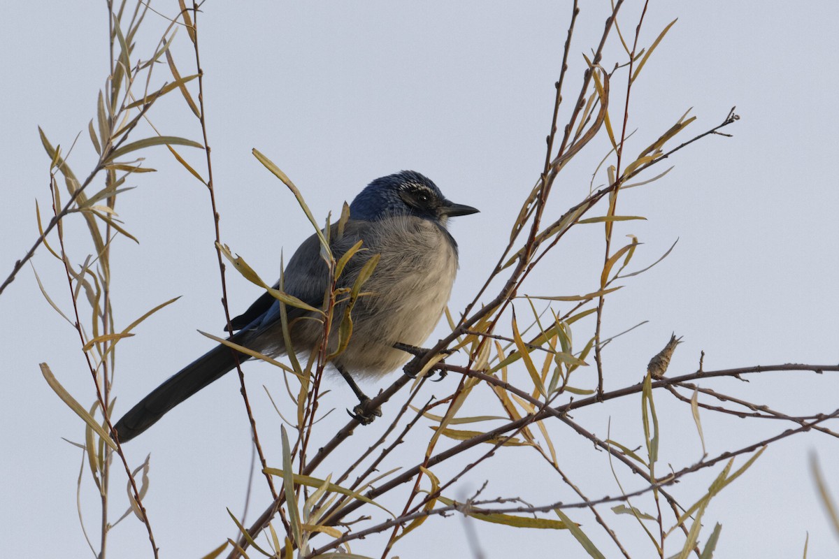 California Scrub-Jay - ML612670783