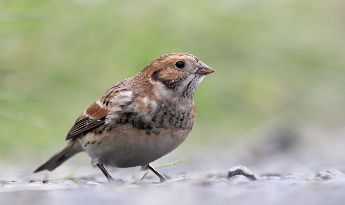 Lapland Longspur - Jonathan Farooqi