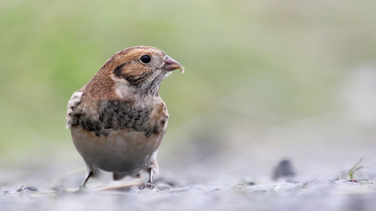 Lapland Longspur - Jonathan Farooqi