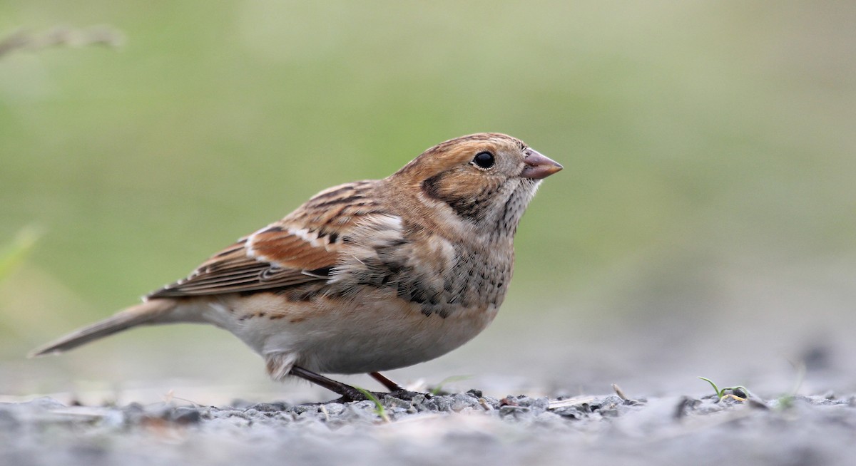 Lapland Longspur - Jonathan Farooqi