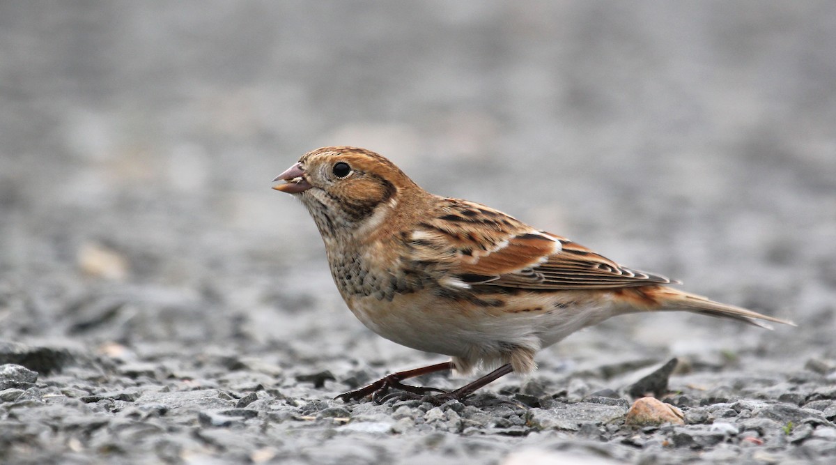 Lapland Longspur - Jonathan Farooqi