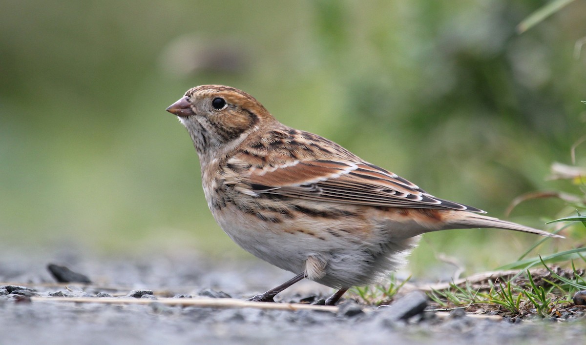 Lapland Longspur - Jonathan Farooqi