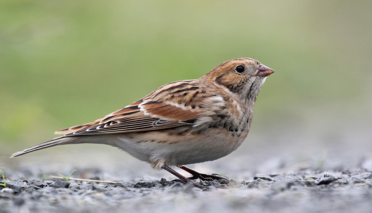 Lapland Longspur - Jonathan Farooqi