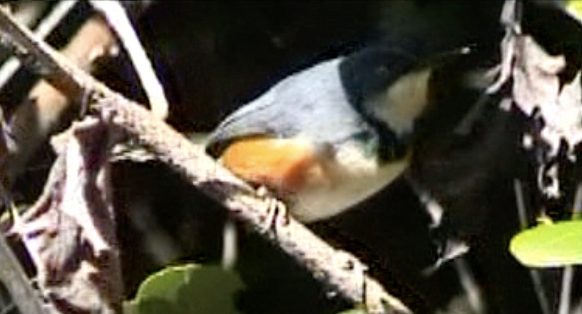 Black-collared Apalis - Tommy Pedersen