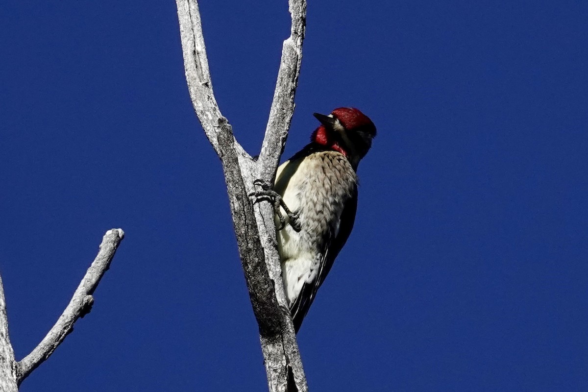 Yellow-bellied Sapsucker - Robert Rackliffe