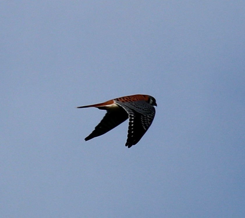 American Kestrel - ML612670987