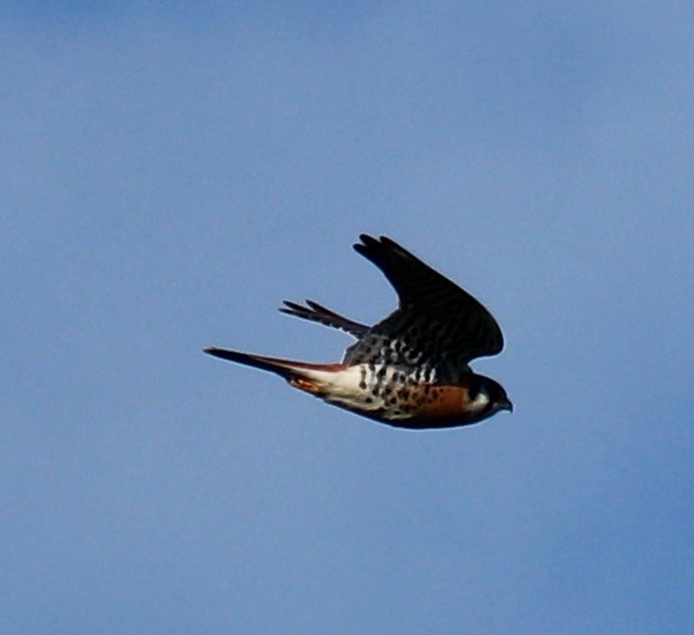 American Kestrel - ML612670988