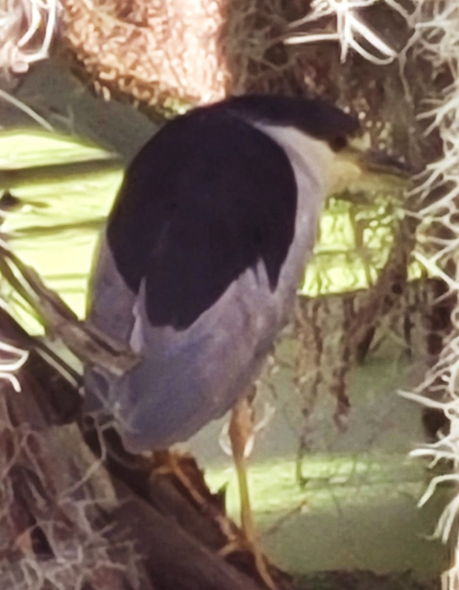 Black-crowned Night Heron - ML612671012